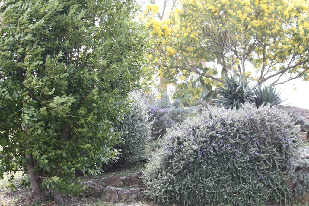 Agriturismo Podere Verdicchio Scansano Εξωτερικό φωτογραφία